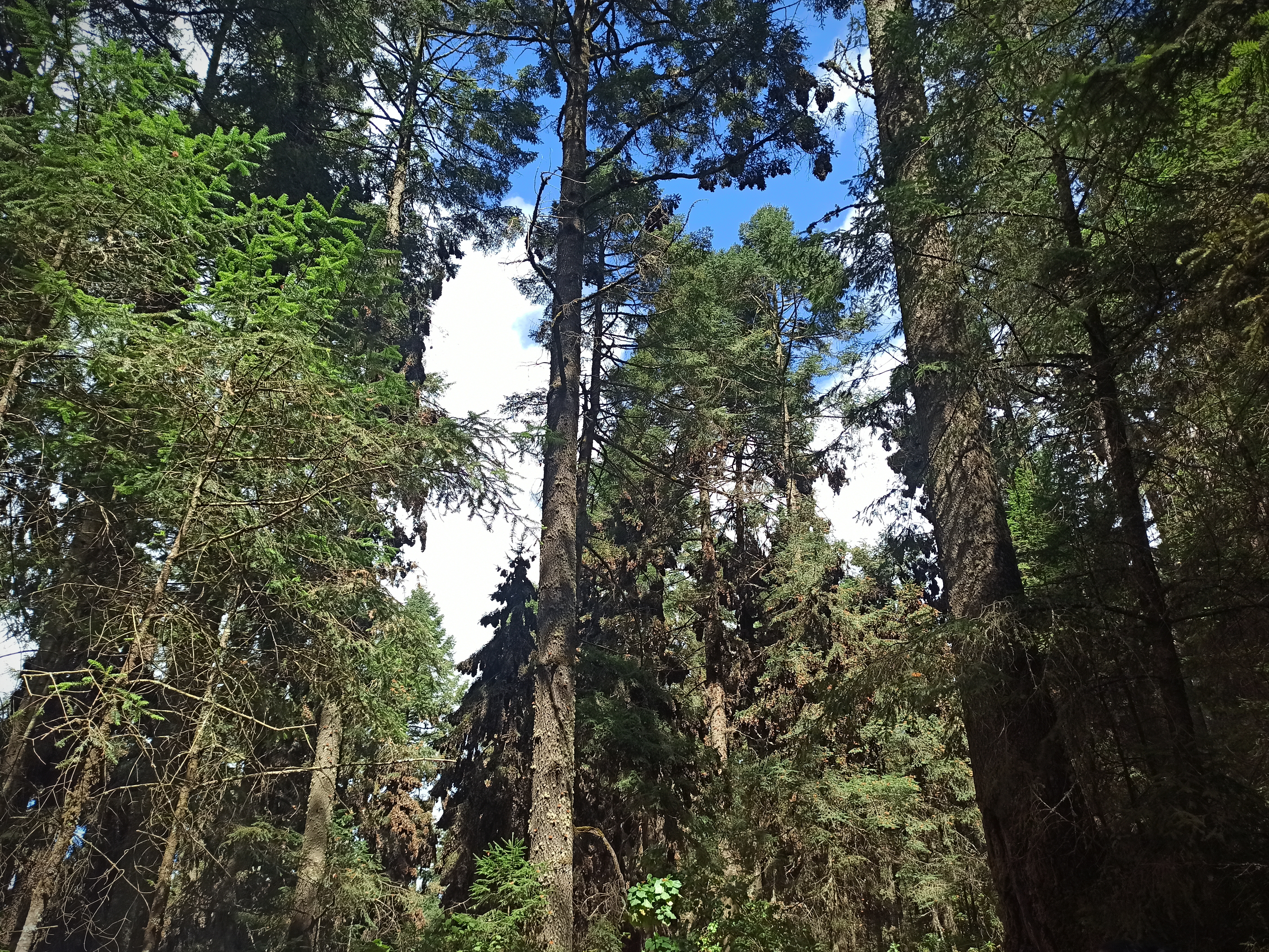 Santuario de la Mariposa Monarca