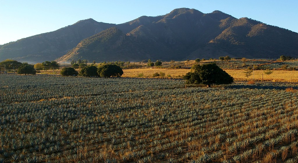 Ruta del Agave Premium — Herradura + Tequila pueblo + destilería privada
