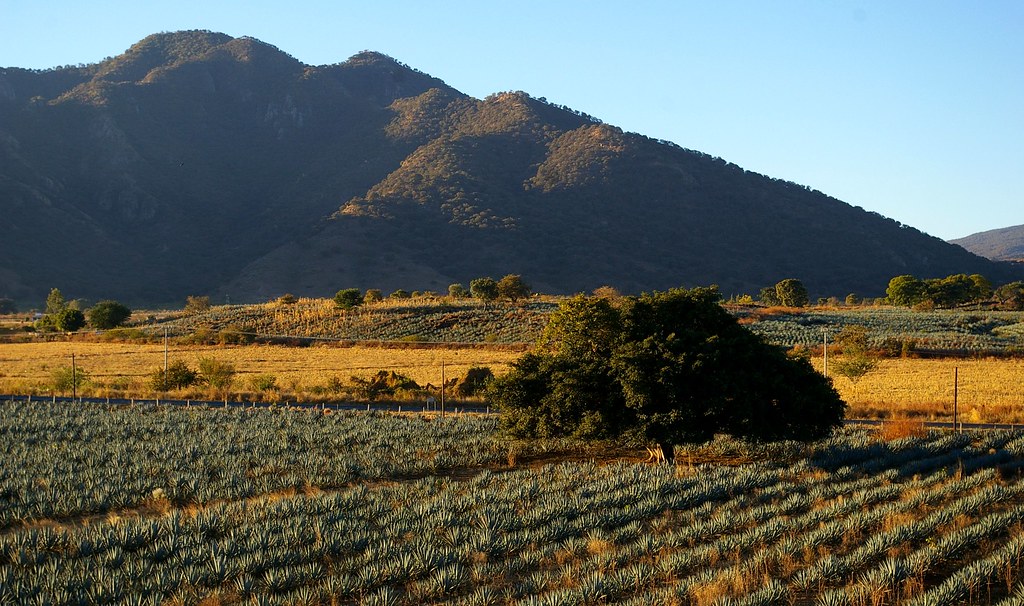 Ruta del Tequila premium