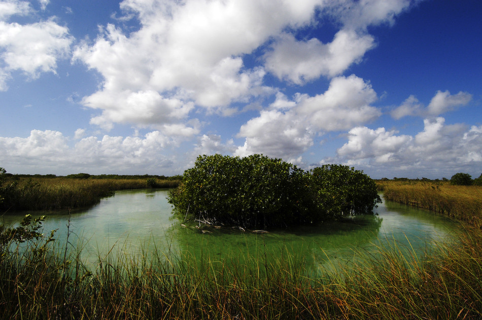 Sian Ka'an privado — pesca con mosca + avistamiento de aves