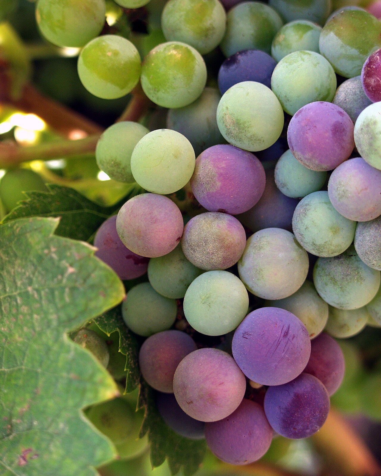 Expedición a Valle de Guadalupe vinos desde Ensenada