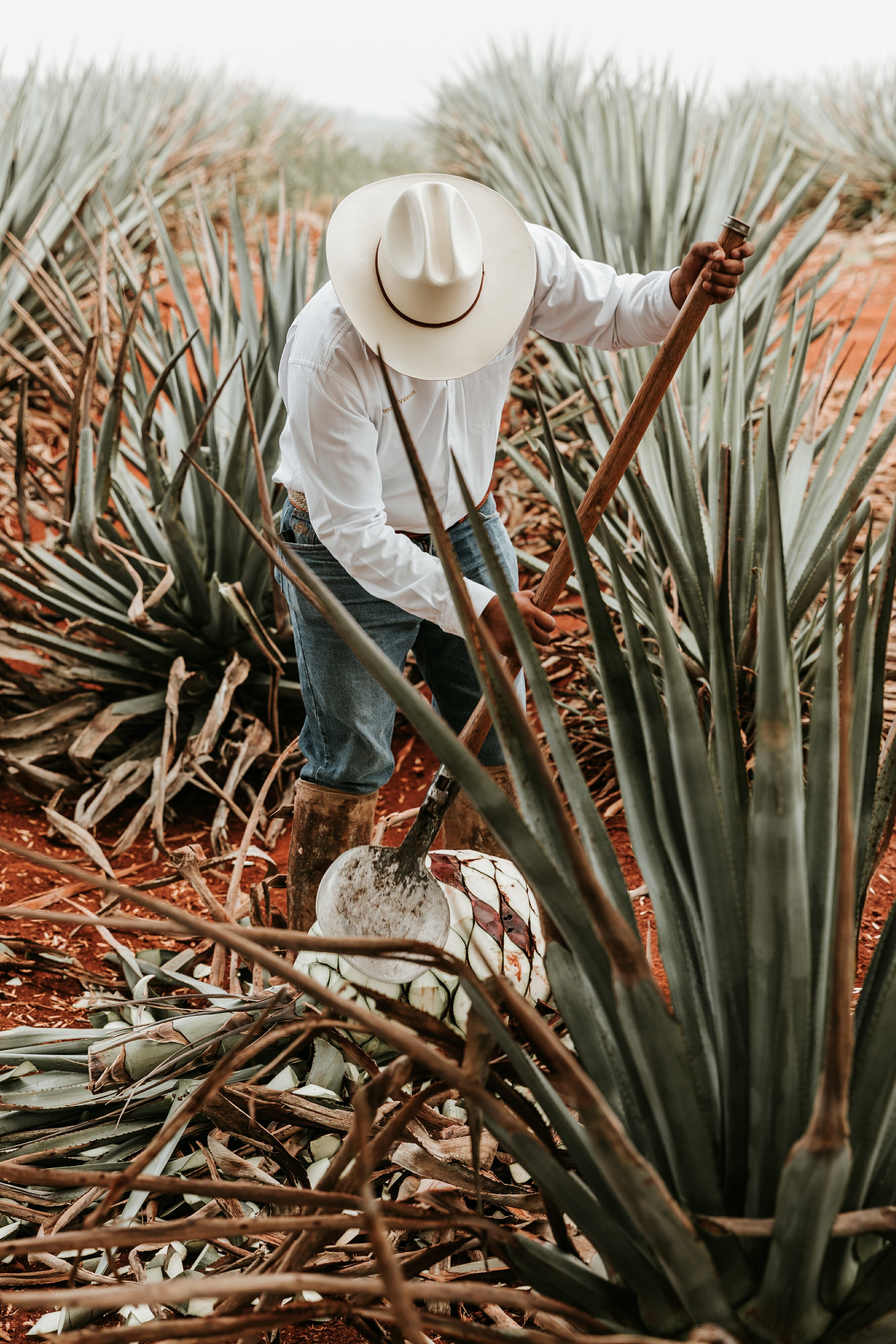 Jalisco