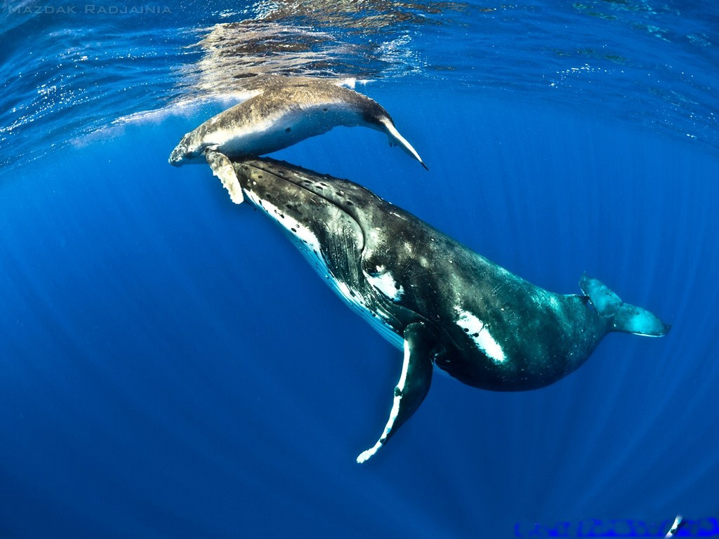 Sonora