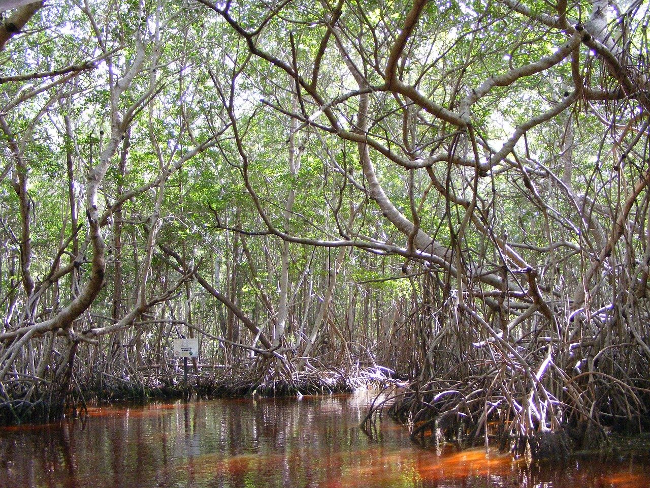 Celestún — reserva de flamencos + manglar en lancha