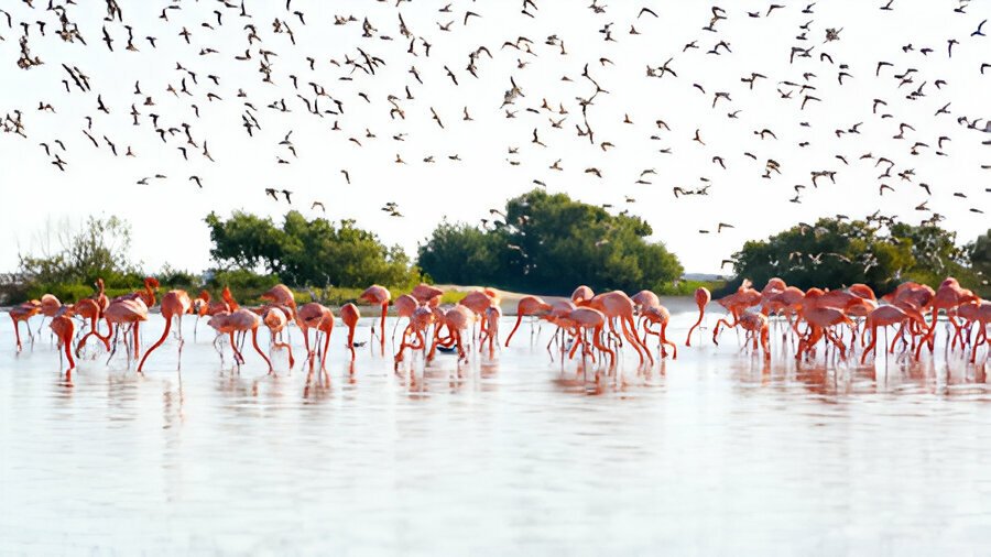Celestún privado — observación de aves + playa virgen