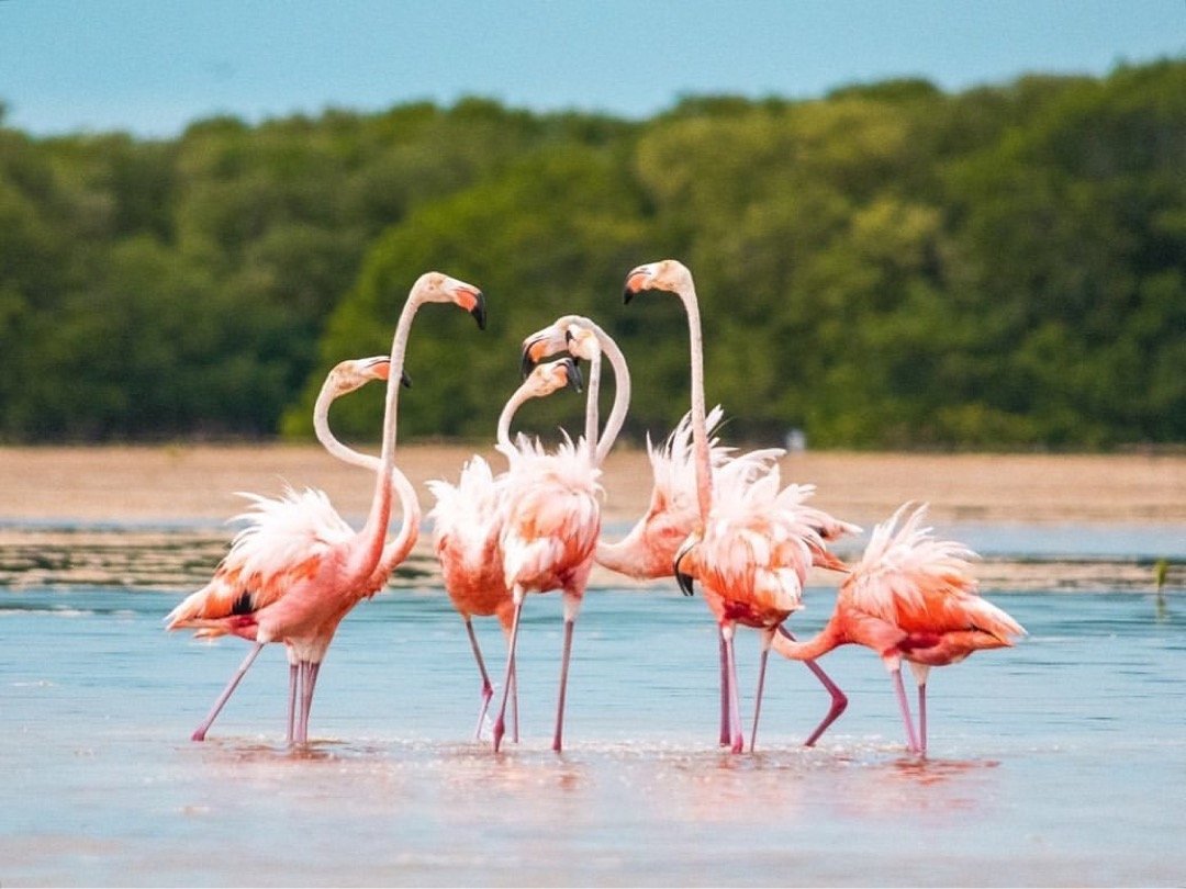 Safari fotográfico observación de aves en el manglar con lancha tipo chalana en pueblo mágico Sisal Yucatán