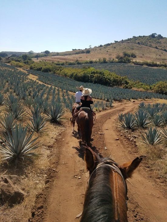 Tour en caballos por los campos donde se cultiva el agave, planta que se utiliza para destilar tequila, saliendo desde l pueblo mágico de Tequila