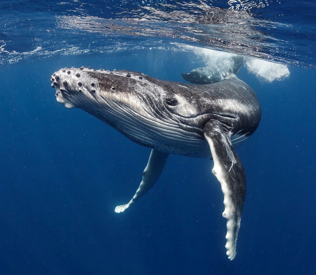 Tour en lancha para observar ballenas en el mar de cortés en Sonora, saliendo desde la ciudad de Hermosillo