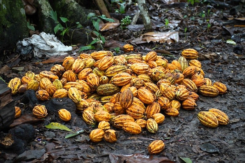Tour del cacao a campos de cultivo y explicación del proceso en Comalmalco Tabasco, saliendo desde la ciudad de Villahermosa