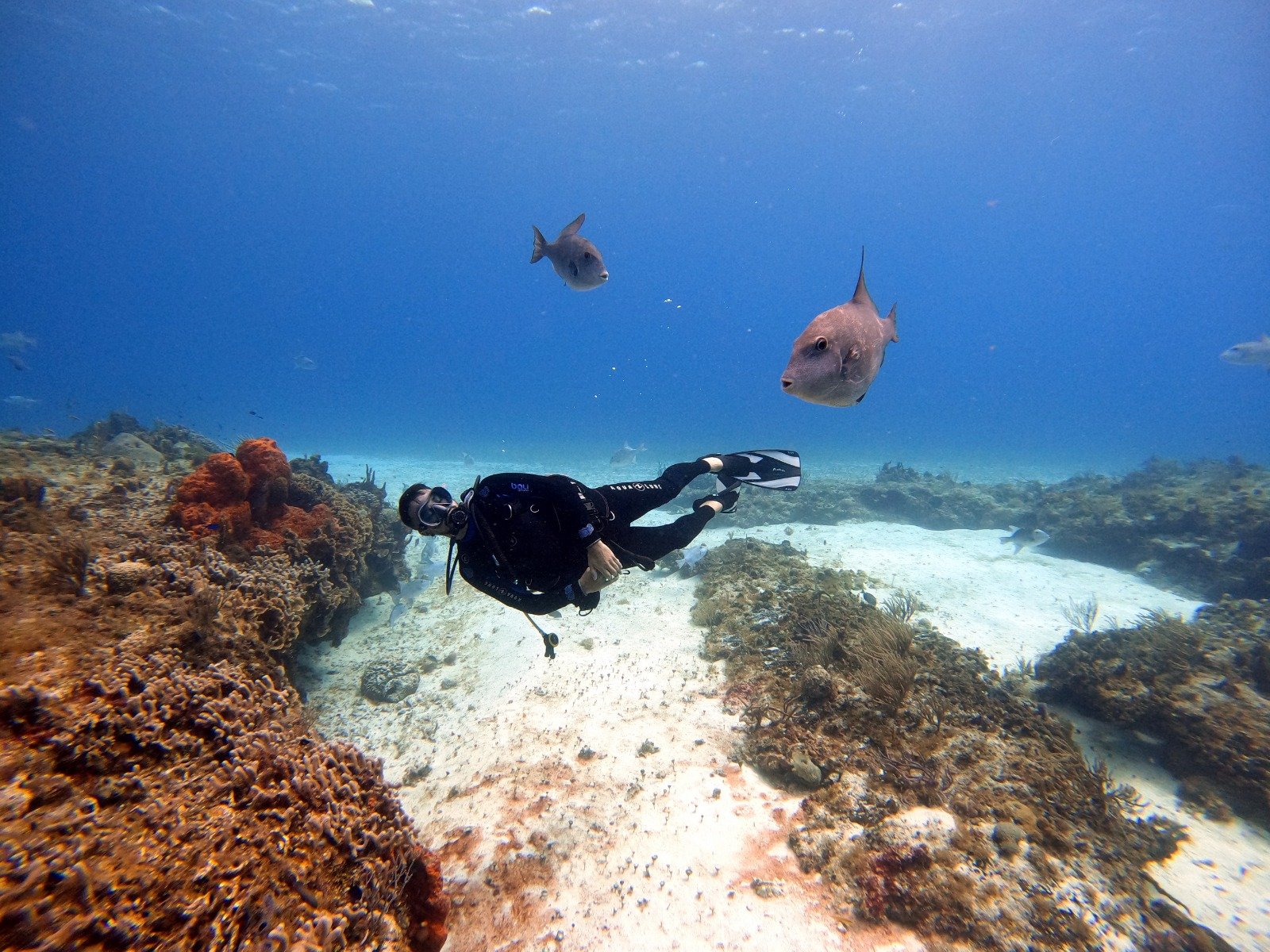 Tour de buceo en arrecifes de Cozumel