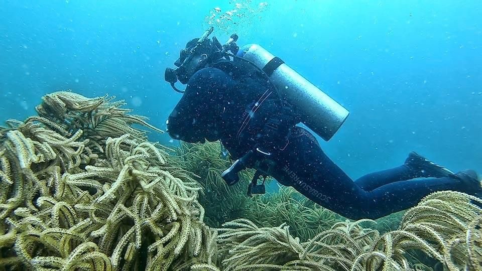 Tour de buceo scuba en arrecifes de Sisal Yucatán (mejor temporada: Marzo a Septiembre)