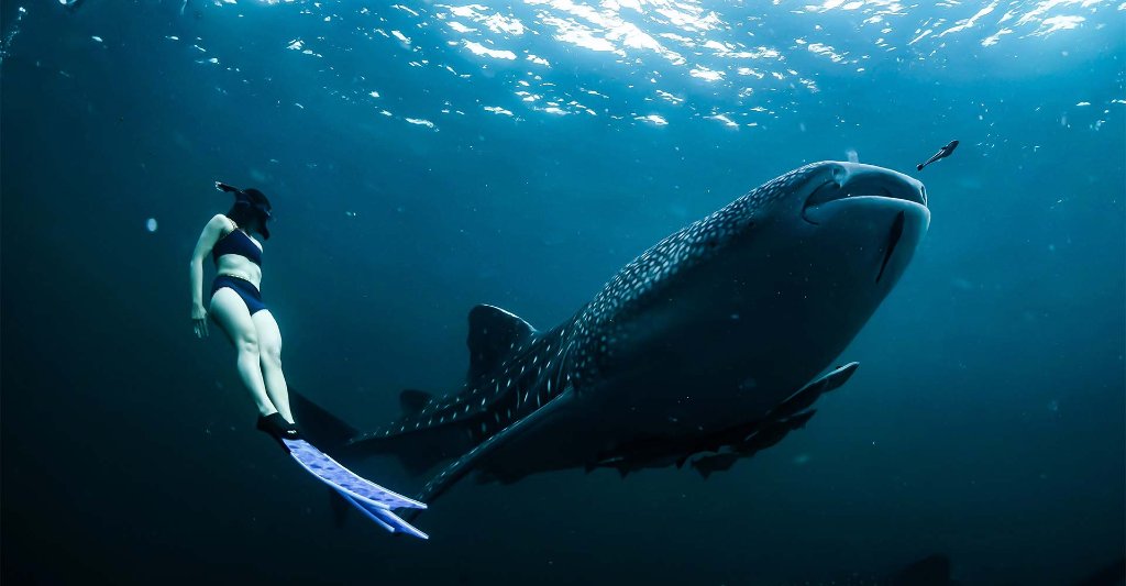 Nado con Tiburón Ballena en Holbox