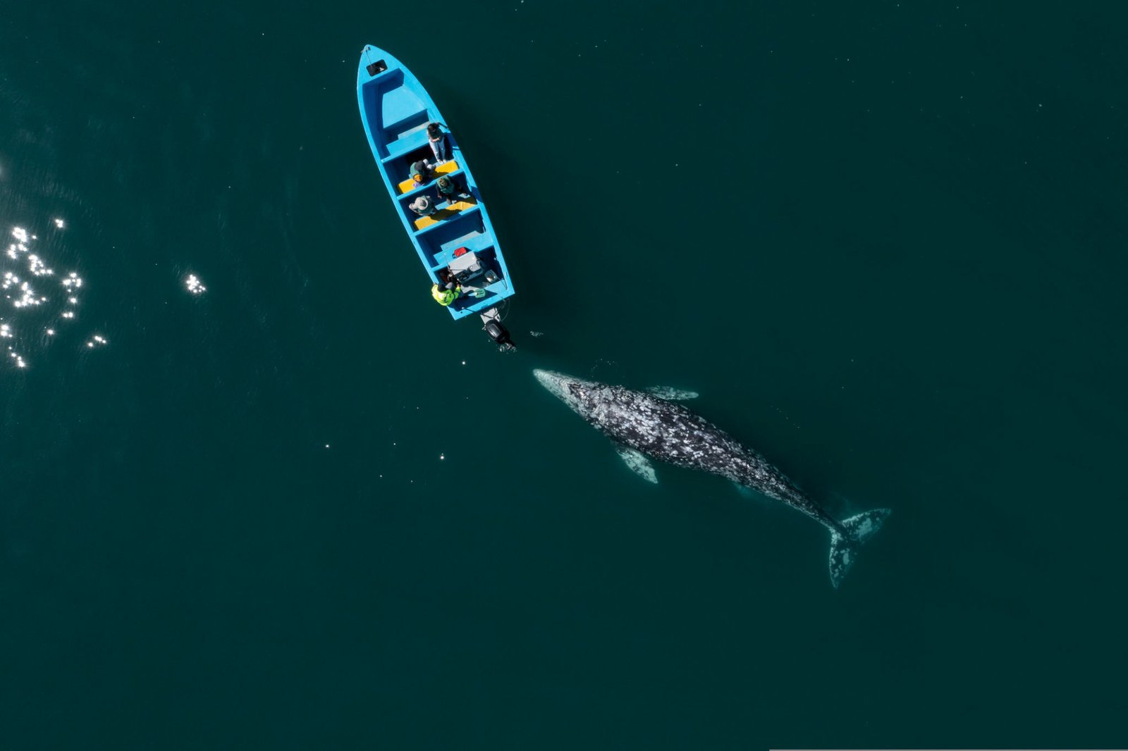 Tour en barco para avistamiento de ballenas en Cabo, Baja California Sur con salida desde Cabo San Lucas