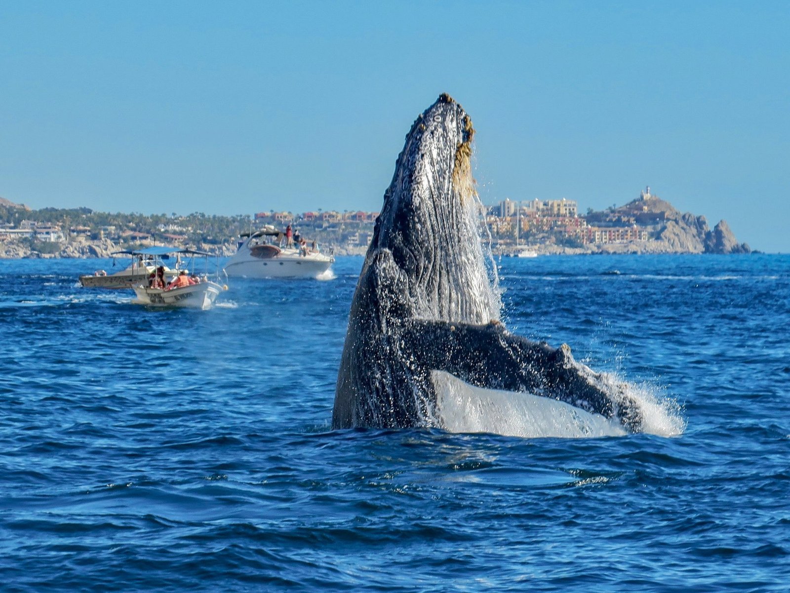 Tour de avistamiento de ballenas. Saliendo desde Mazatlán, Sinaloa.