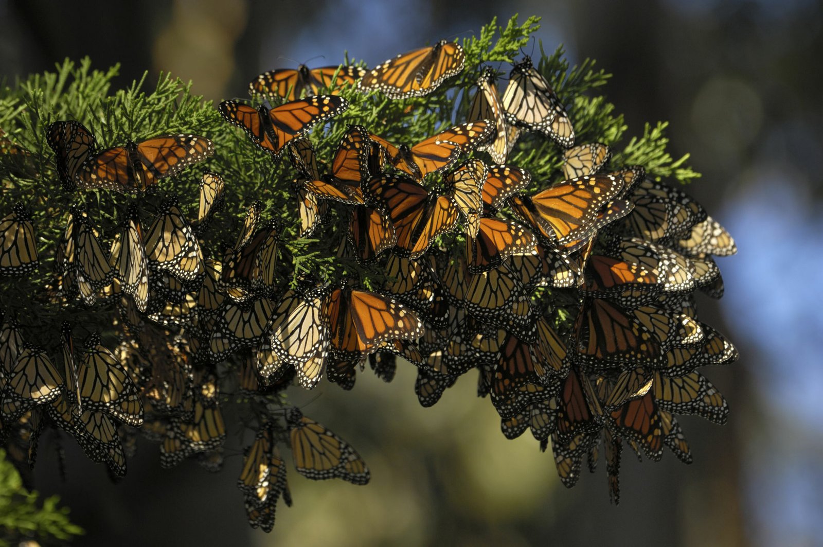 Tour al santuario de las mariposas monarca y Valle de Bravo. Saliendo desde la Ciudad de México