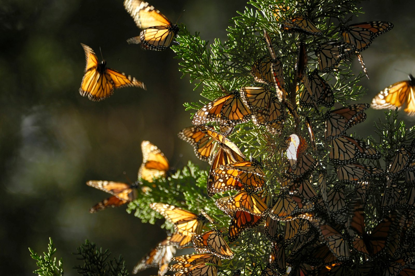 Tour a los santuarios de la mariposa monarca en Michoacán. Saliendo desde Morelia.