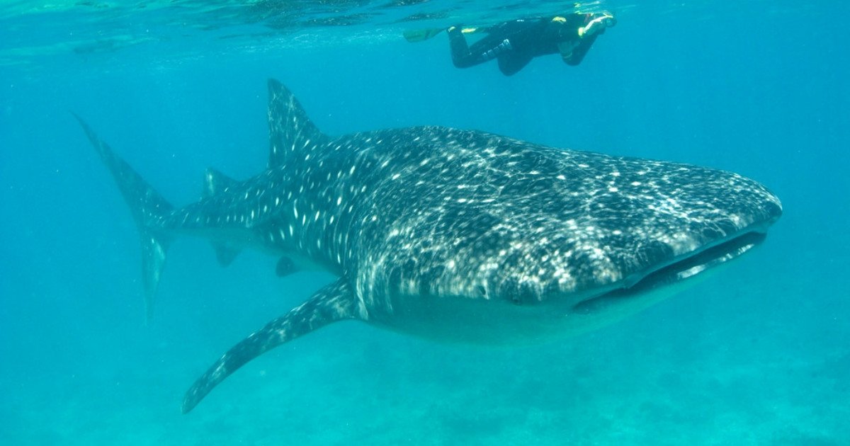 Tour de nado con tiburón ballena saliendo desde isla Holbox