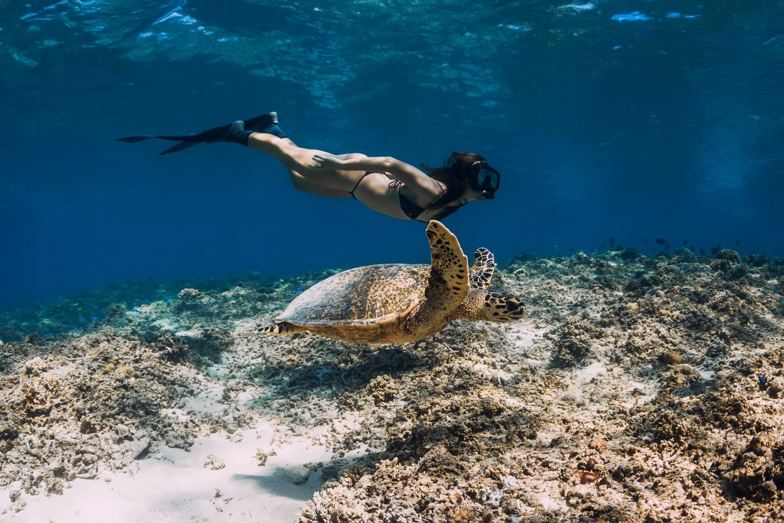 Tour de snorkel en Cozumel con avistamiento de estrellas de mar, mantarrayas y tortugas. Salida desde Cozumel
